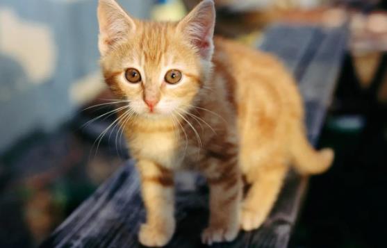 ��ʲô؈��ϲ�g����˯�X��؈��ϲ�g��ʲô�h����˯�X��