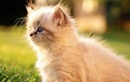 ؈���ܳ���Щ�߲ˣ�؈�䲻�ܳ���Щ�߲ˣ�