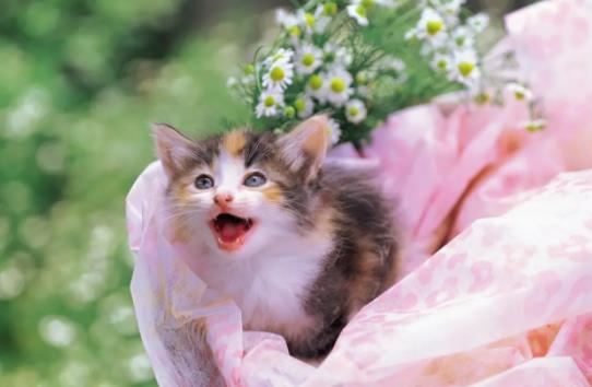 ؈���ܳ���Щ�߲ˣ�؈�䲻�ܳ���Щ�߲ˣ�