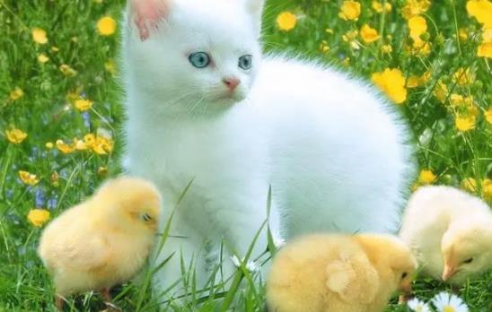 貓咪絕育有什么好處?貓咪絕育有什么壞處? 貓咪絕育有什么好處?貓咪絕育有什么壞處?