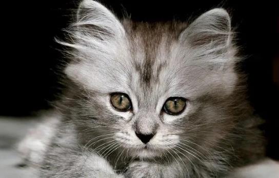 貓咪絕育有什么好處?貓咪絕育有什么壞處? 貓咪絕育有什么好處?貓咪絕育有什么壞處?