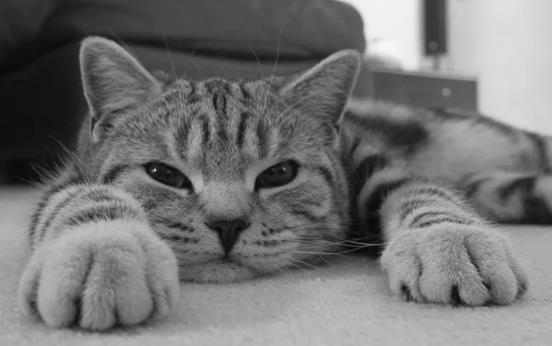 ؈���ð��ʲô�Y�����؈���ð��ԭ������Щ��