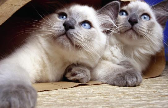 ؈���ð��ʲô�Y�����؈���ð��ԭ������Щ��