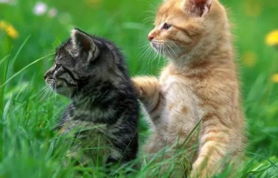 ؈����ʲôԭ������ģ�؈������Ⱦ�o�ˆ᣿