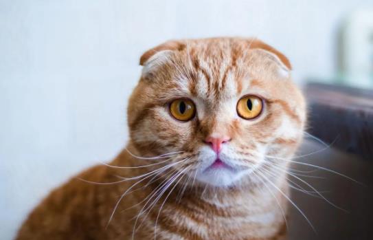 ؈����ʲôԭ������ģ�؈��?x��)���Ⱦ�o�ˆ᣿