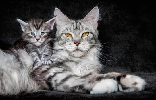 ĸ؈���г��ڵı��F��ʲô�ӵģ�ĸ؈����С؈����Ҫע��Щʲô��