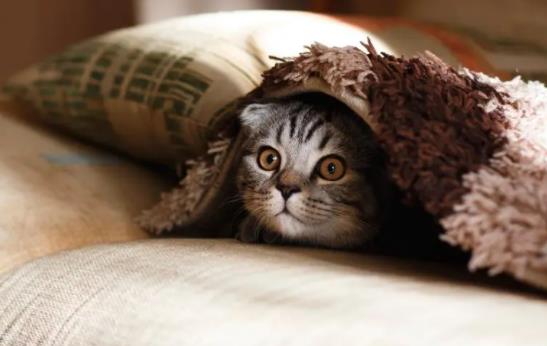 ĸ؈���г��ڵı��F(xi��n)��ʲô�ӵģ�ĸ؈����С؈����Ҫע��Щʲô��