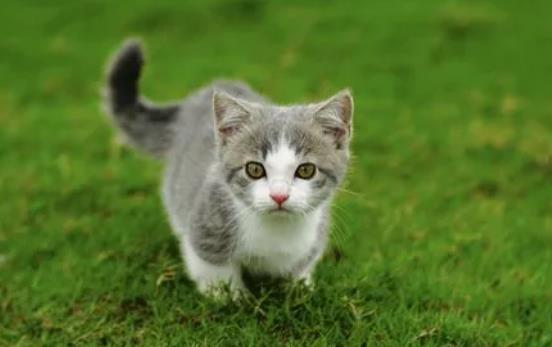 ĸ؈���г��ڵı��F(xi��n)��ʲô�ӵģ�ĸ؈����С؈����Ҫע��Щʲô��