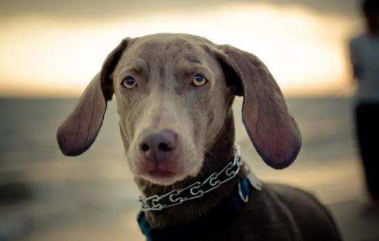 �������Գ��ɿ��������������Գ�؈�Z����