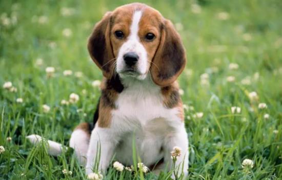 �������Գ��ɿ��������������Գ�؈�Z����