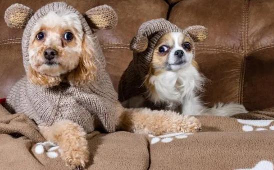 �������Գ���Щ�߲ˣ��������Գ���Щˮ����