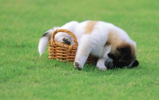 �������Գ���Щ�߲ˣ��������Գ���Щˮ����