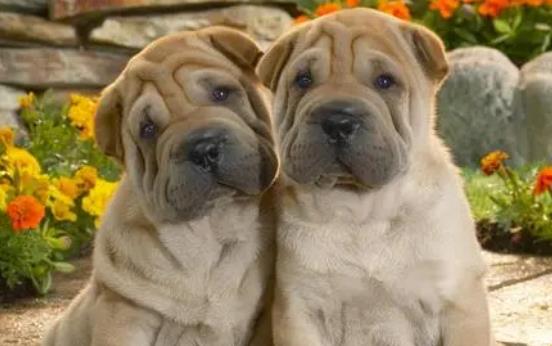 狗狗感冒有哪些癥狀?狗狗可以吃人類的感冒藥嗎? 狗狗感冒有哪些癥狀?狗狗可以吃人類的感冒藥嗎?