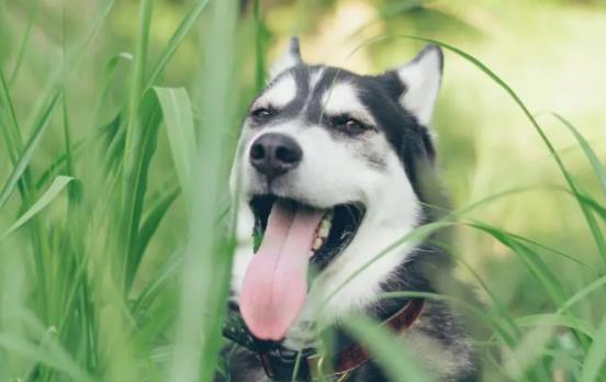 狗狗感冒有哪些癥狀?狗狗可以吃人類的感冒藥嗎? 狗狗感冒有哪些癥狀?狗狗可以吃人類的感冒藥嗎?