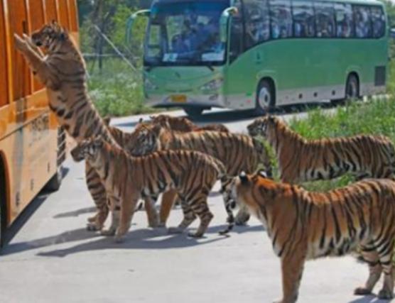 暑假帶孩子去上海的旅游景點(diǎn),巧克力開心樂園、長風(fēng)海洋世界非常精致 暑假帶孩子去上海的旅游景點(diǎn),巧克力開心樂園、長風(fēng)海洋世界非常精致