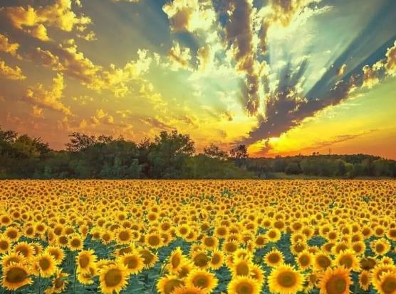 ���տ��ǲ���ꖚ����صĻ������տ�һ����ʲô�r���_��