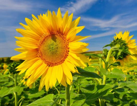 ���տ�һ�Ν�����ˮ�����տ���һֱ����̫��D���Dȥ��