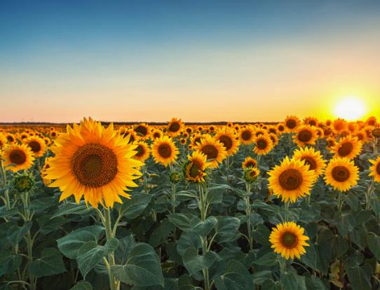 ���տ�һ�Ν�����ˮ�����տ���һֱ����̫��D���Dȥ��