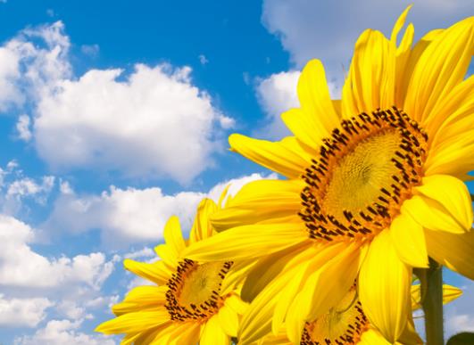 ���տ���ʲô��(hu��)���^�����տ�����ˮ�B(y��ng)��