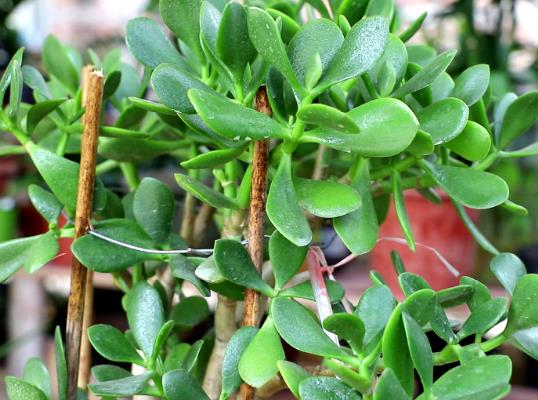 �����B��䌦���w�Æ᣿�����B���������