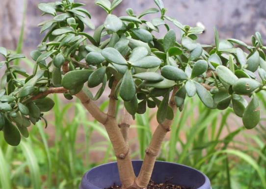 ���Ǥ����ô�����죿�������ЩԢ�⣿