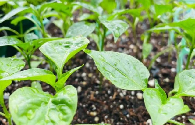 ���������L�����ͭh(hu��n)�� �����Ĳ��N����