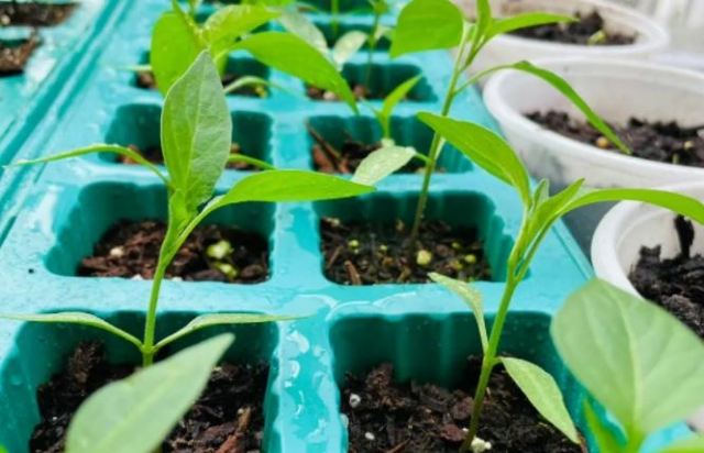 �����ķNֲ���� ��η�ֹ�����仨���