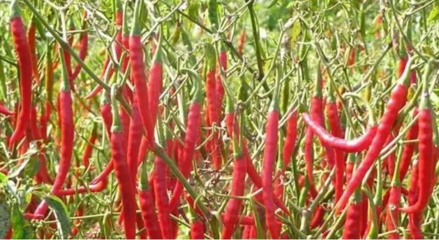 �����ķNֲ���� ��η�ֹ�����仨���