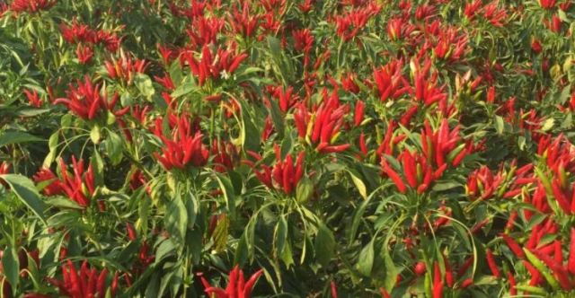 �����ķNֲ���� ��η�ֹ�����仨���