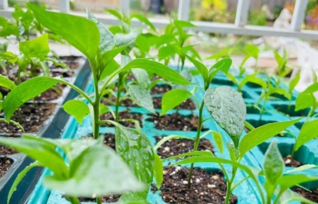 �����Ę˜ʶ�ֲ�ܶ� �ߜؼ��������ͷNֲҪ�c