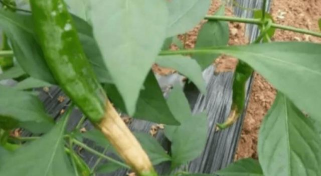 ������Ҋ�߲� �����߲��ķ��η���