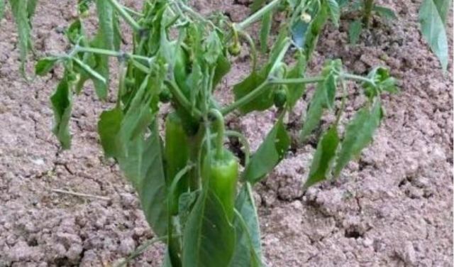 ������Ҋ�߲� �����߲��ķ��η���