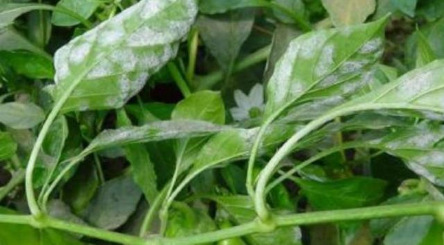 ������Ҋ�߲� �����߲��ķ��η���