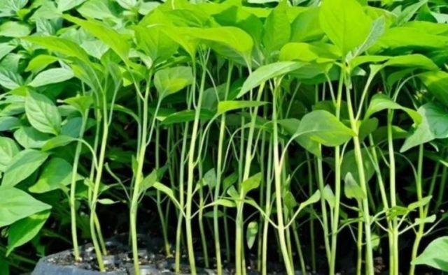 �����Nֲ��Α����B��� ��ʲôҪ׌���gͨ�L͸��