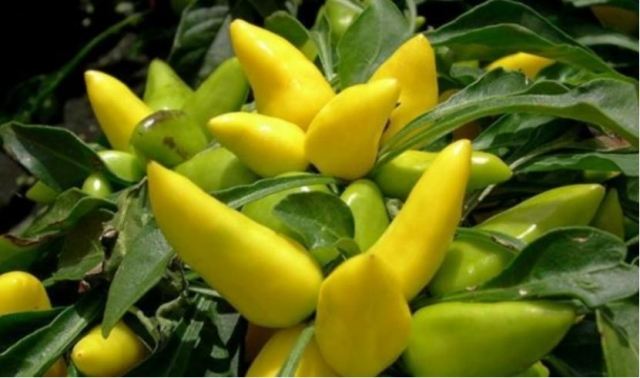 �����Nֲ��Α�(y��ng)���B��� ��ʲôҪ׌���gͨ�L(f��ng)͸��