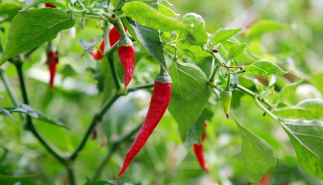 �����߲��Ĳ����Ͳ��� �����߲��ķ��η���