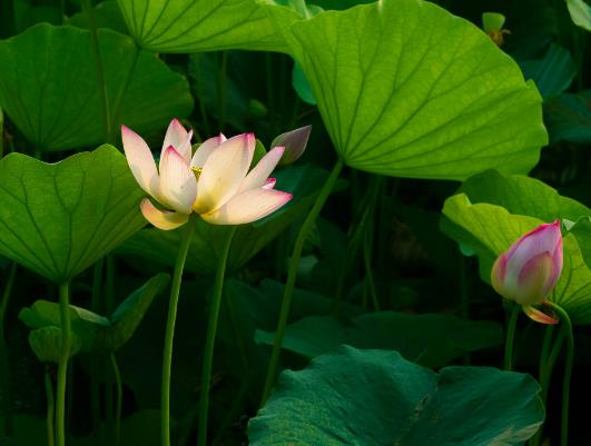 �����Z���ļ�Ӱ푴�߀�Ƕ����������Z������Ӱ�����Щ