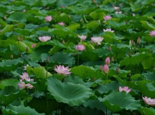 �����Z���ļ�Ӱ푴�߀�Ƕ����������Z������Ӱ�����Щ