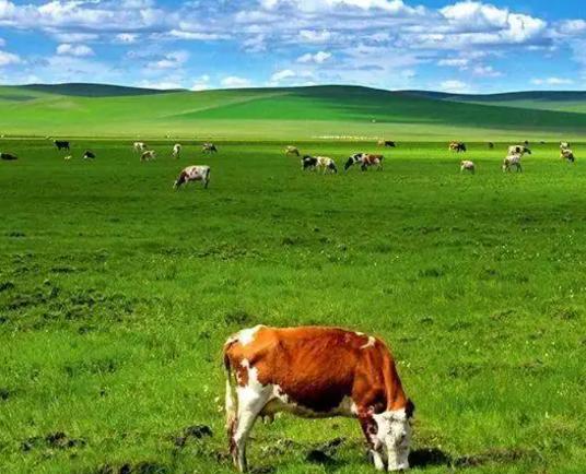 中國六大最美草原排名,呼倫貝爾東部草原、伊犁草原令人心曠神怡 中國六大最美草原排名,呼倫貝爾東部草原、伊犁草原令人心曠神怡