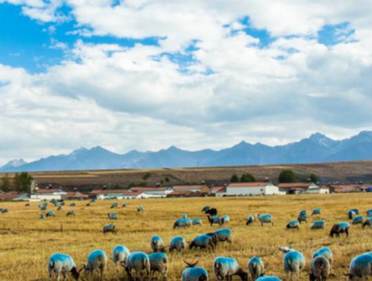 中國十大最美草原,呼倫貝爾草原號稱牧草王國、伊犁草原絢麗多姿 中國十大最美草原,呼倫貝爾草原號稱牧草王國、伊犁草原絢麗多姿