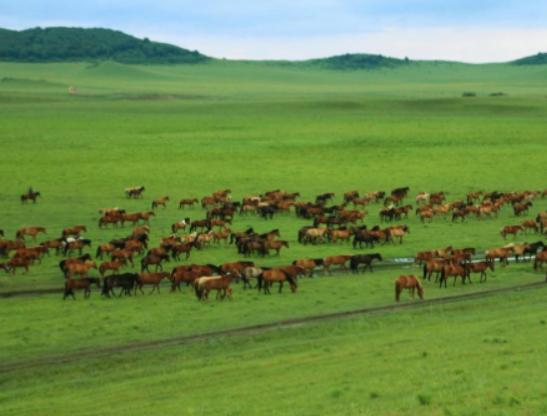 中國十大最美草原,呼倫貝爾草原號稱牧草王國、伊犁草原絢麗多姿 中國十大最美草原,呼倫貝爾草原號稱牧草王國、伊犁草原絢麗多姿