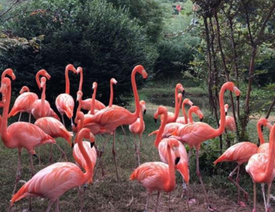 �Ї�ʮ��ɭ�ք���@���V���L¡Ұ������@���������dҰ������@֪���ȸ�