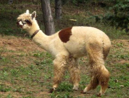 �Ї�ʮ��ɭ�ք���@���V���L¡Ұ������@���������dҰ������@֪���ȸ�