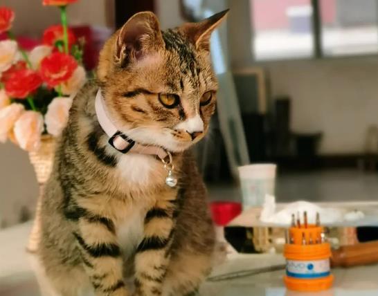 �����B؈����ŸɃ�������Сĸ؈����_ʼ��������