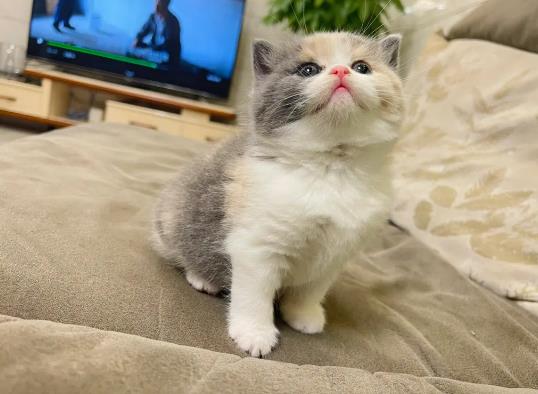 С؈���_�|���ĺ�߀��ů�ģ�؈���ڼ��ﵽ̎��Ҫ��Ҫ�P(gu��n)�ڻ\����