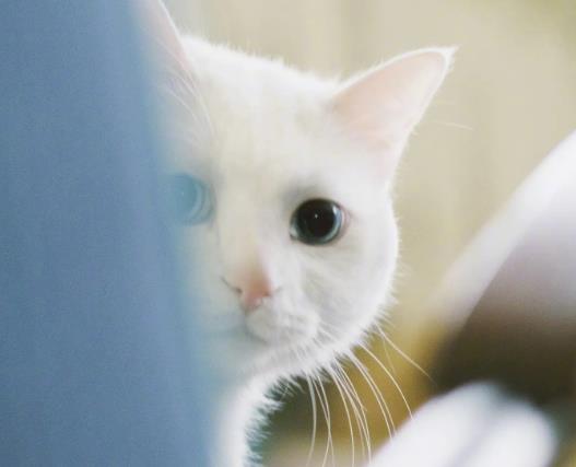 ؈�������ܶ��ٶȵ͜أ�؈��̫�ݳ�ʲô�ܿ���������