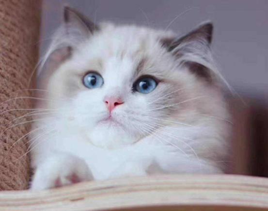 ʮ����ճ�˵�؈��������ż؈�Ը����o���K���m�۶�؈�����ԏ�