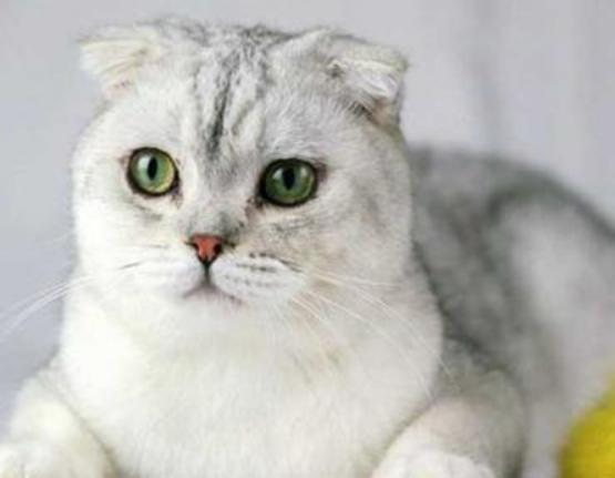 十大最粘人的貓排名,布偶貓性格文靜、蘇格蘭折耳貓服從性強(qiáng) 十大最粘人的貓排名,布偶貓性格文靜、蘇格蘭折耳貓服從性強(qiáng)