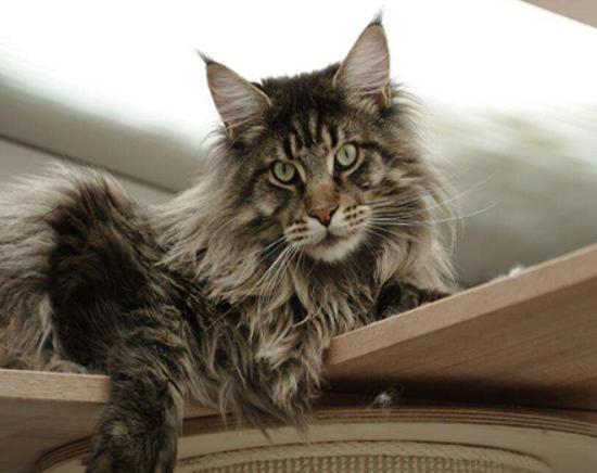 十大最粘人的貓排名,布偶貓性格文靜、蘇格蘭折耳貓服從性強(qiáng) 十大最粘人的貓排名,布偶貓性格文靜、蘇格蘭折耳貓服從性強(qiáng)