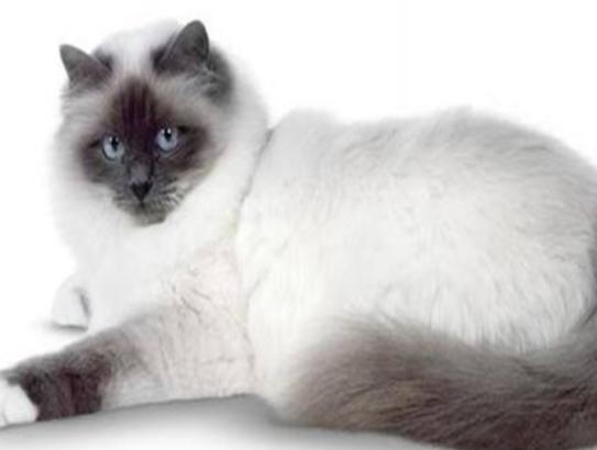 十大最粘人的貓排名,布偶貓性格文靜、蘇格蘭折耳貓服從性強(qiáng) 十大最粘人的貓排名,布偶貓性格文靜、蘇格蘭折耳貓服從性強(qiáng)